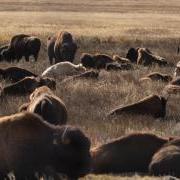 Image of white buffaloes