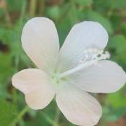 芙蓉花的照片