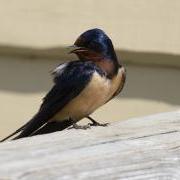 Photograph of a barn swallow