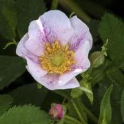 Full rose in bloom at Chataqua meadow