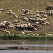 Sheep grazing at Crane Park Pond