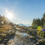 A bursting low sun radiates over a mountain stream with evergreen trees on the banks.